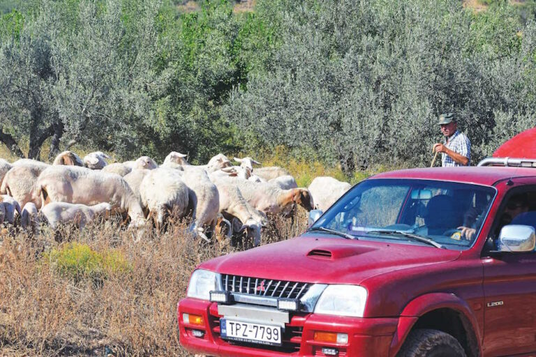 Η ευλογιά αποδεκατίζει τα κοπάδια