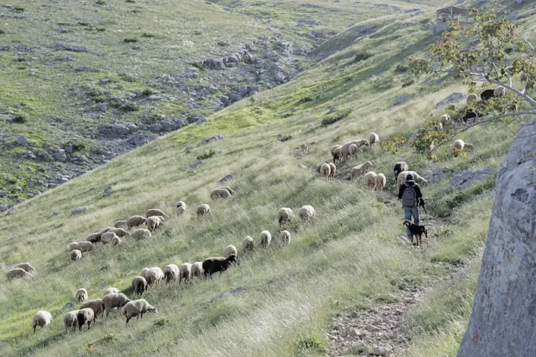Ποιός ευθύνεται για το απαγορευτικό μετακίνησης κτηνοτρόφων; Η Περιφέρεια Θεσσαλίας «δείχνει» το ΥΠΑΑΤ
