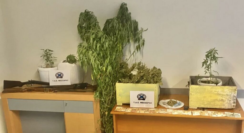 Οι κυψέλες έγιναν... κρυψώνα για κάνναβη - Συνελήφθησαν δυο άτομα και εκριζώθηκε φυτεία