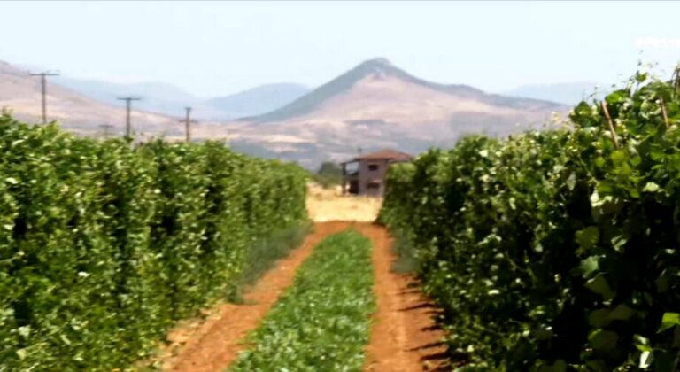 Για τρίτη διαδοχική χρονιά καταστρέφεται το φασόλι Καστοριάς - Μεγάλες απώλειες σε καλαμπόκια, τριφύλλια και πατάτες