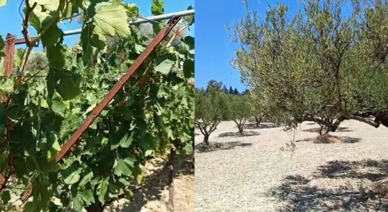 Λειψυδρία και ξηρασία καταστρέφουν καλλιέργειες - Δε γλίτωσαν αμπέλια και ελιές (Βίντεο)