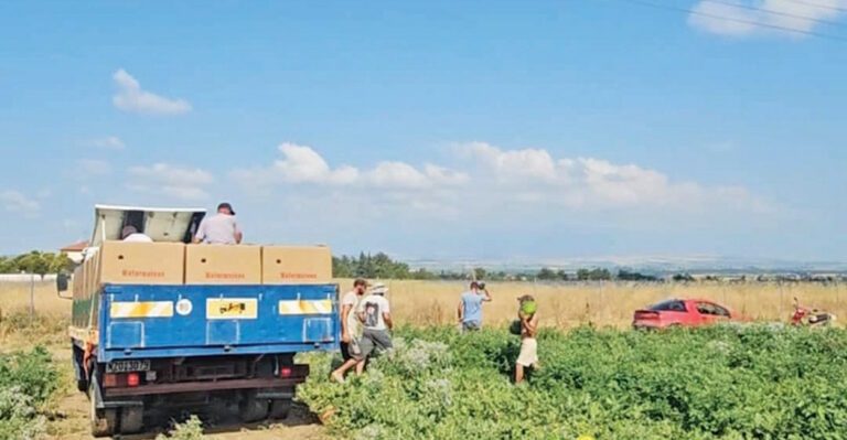Πειραματική καλλιέργεια καρπουζιού με στόχο την πρωιμότητα