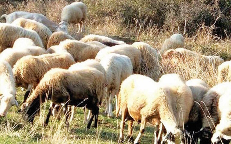 Ενεργοποίηση της Επιτροπής για την ευλογιά ζητά ο ΣΕΚ και προτείνει νέα μέτρα