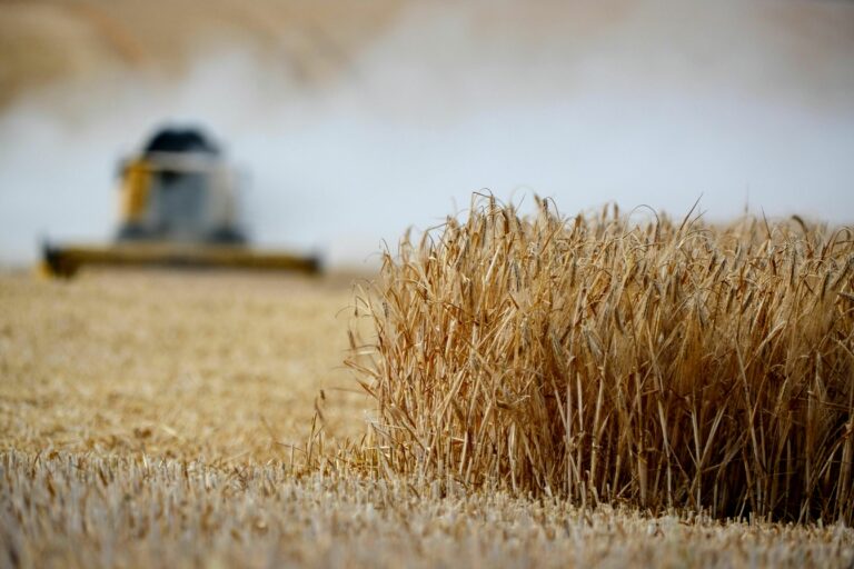 Η ΕΘΕΑΣ ζητά de minimis αποζημίωση στους σιτοκαλλιεργητές λόγω χαμηλών τιμών
