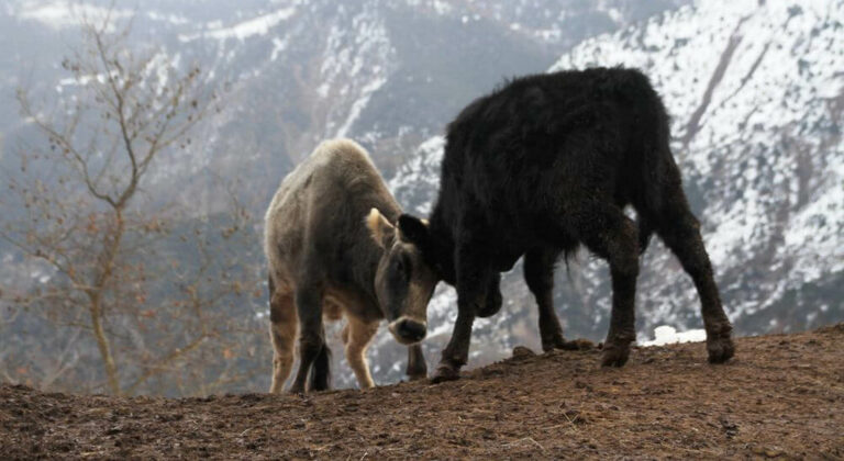 Σκληρή ανακοίνωση από την Ένωση Εκτροφέων Βραχυκερατικής Φυλής Βοοειδών: «Απατεώνες τελειώσατε την κτηνοτροφία»