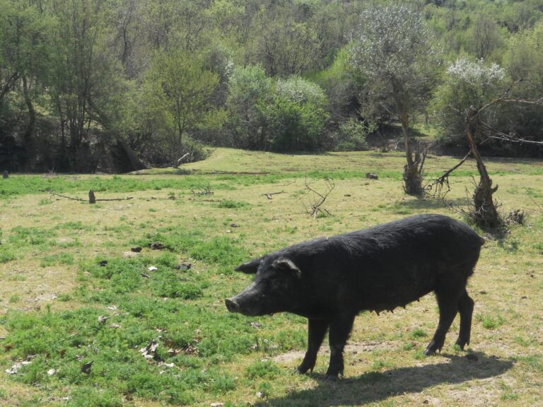 Αντιπαράθεση για τον γενετικό έλεγχο των ζώων Αυτόχθονων Φυλών - Επιστολή από «Μυρτάλη»