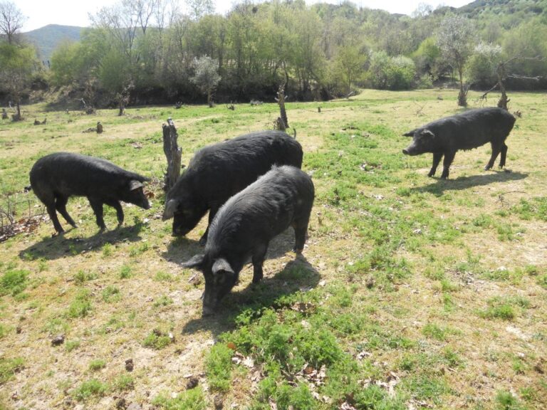 Εώς και την Παρασκευή 3 Οκτώβρη οι ενστάσεις για «Καλή μεταχείριση ενσταβλισμένων χοίρων» (Έγγραφο)