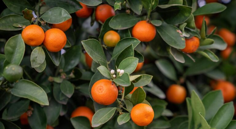 Το έντομο καραντίνας «Bactrocera zonata» βρέθηκε στη Λακωνία - Πως βλάπτει τις καλλιέργειες