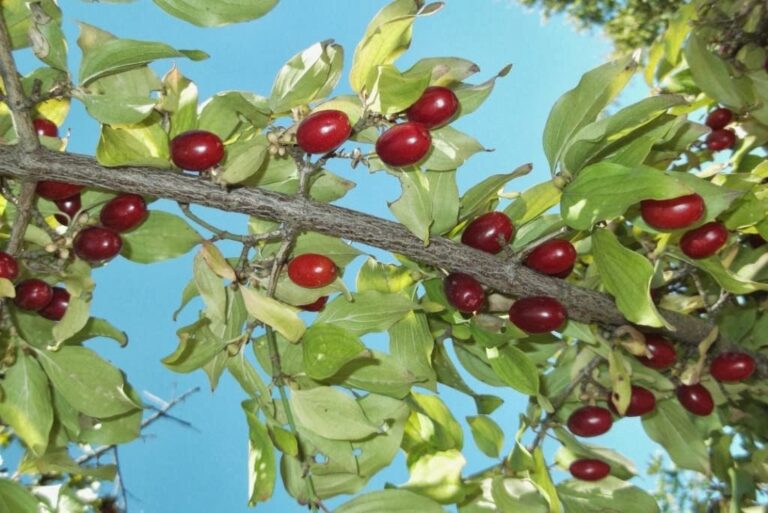Αστικοί κήποι και αστικά λιβάδια – Νέα τάση αλλά και ευρωπαϊκή νόρμα η επιστροφή της φύσης στις πόλεις