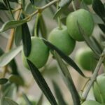 Τέλος Ιουνίου θα δοθούν τα Eco - Schemes για την ελιά