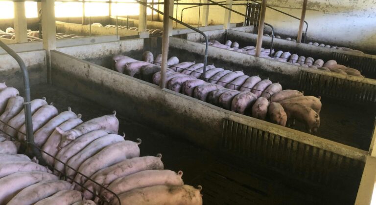 Έως και τις 25 Μάη αιτήματα για ανάκληση και μεταβίβαση στους ενσταβλισμένους χοίρους - Οδηγίες και θεσμικό πλαίσιο