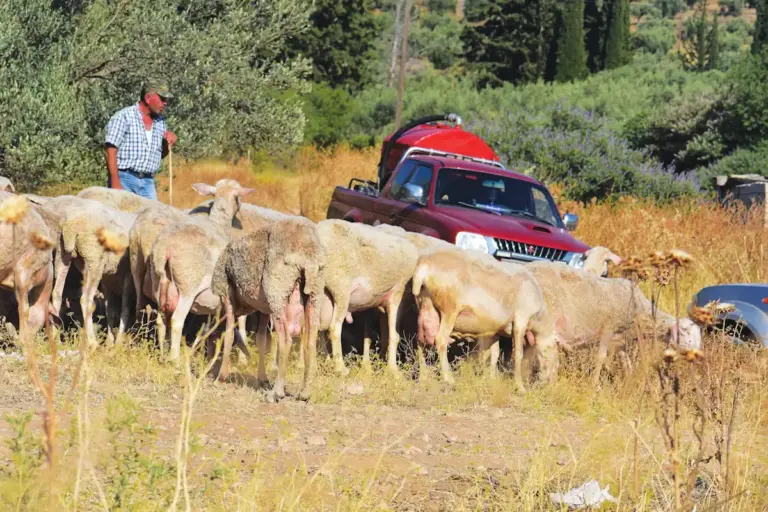 Eνας ηλεκτρονικός βώλος στο στομάχι των προβάτων «ασπίδα» για τις επιδοτήσεις