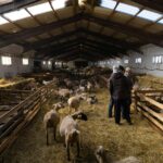 Ανησυχία για την ευλογιά: Τρία νέα κρούσματα σε Σέρρες και Αρκαδία