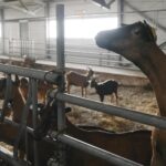 Μητέρα και γιος κατέθεσαν αγωγή κατά του δημοσίου για την ευλογιά