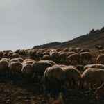 Ο Σχοινάς λέει πως καταγράφονται πάνω από 15 εκατομμύρια αιγοπρόβατα μέχρι τις 6/5/2026