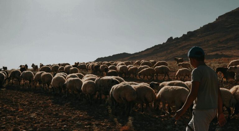 Ο Σχοινάς λέει πως καταγράφονται πάνω από 15 εκατομμύρια αιγοπρόβατα μέχρι τις 6/5/2026