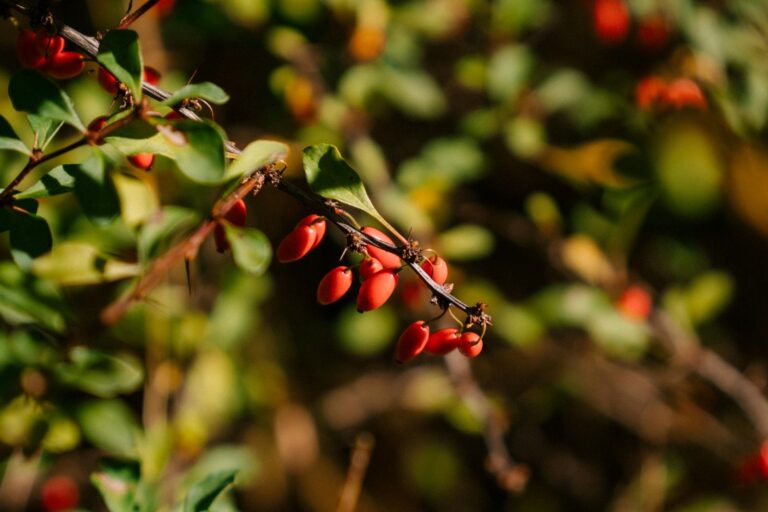 Tα superfoods που υπόσχονταν πολλά, αλλά δεν απέδωσαν ποτέ