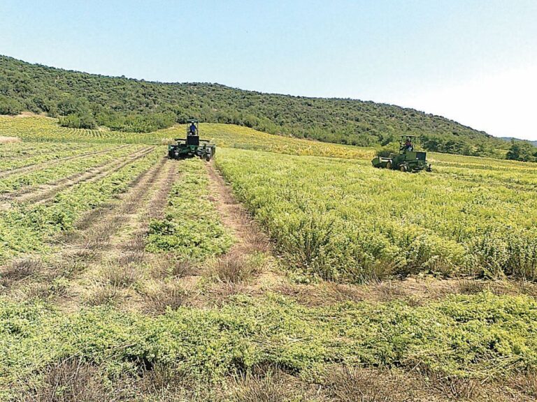 Σε άνοδο ρίγανη και τσάι του βουνού