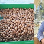 Η καρυδιά θέλει προετοιμασία, ενημέρωση και εξοπλισμό